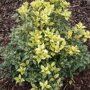 Osmanthus heterophyllus 'Tricolor'